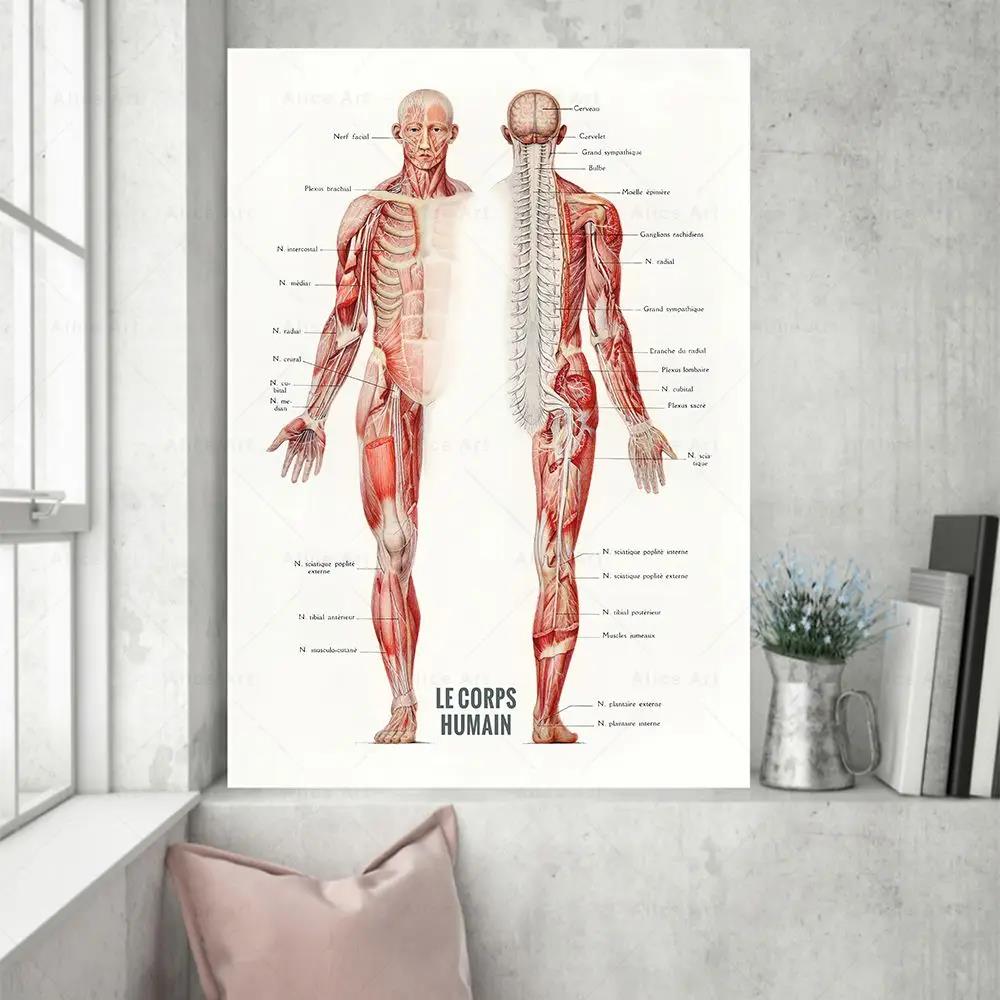 Badminton Poster - العضلات البشرية كمال الاجسام تشريح قماش